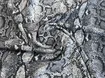 Вискоза шелк Бохо питон, серый с черным (отрез 0,9 м) - интернет-магазин tkani-atlas.com.ua
