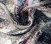 Атлас-шифон ремінці, рожевий на білому - фото 1 - інтернет-магазин tkani-atlas.com.ua