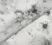 Органза цветочная акварель, светло-серый - фото 2 - интернет-магазин tkani-atlas.com.ua