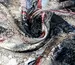Атлас-шифон ремешки, розовый на бежевом (отрез 1,7 м) - фото 1 - интернет-магазин tkani-atlas.com.ua