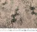 Армани Париж фойл веточки бамбука, серо-розовый - фото 4 - интернет-магазин tkani-atlas.com.ua